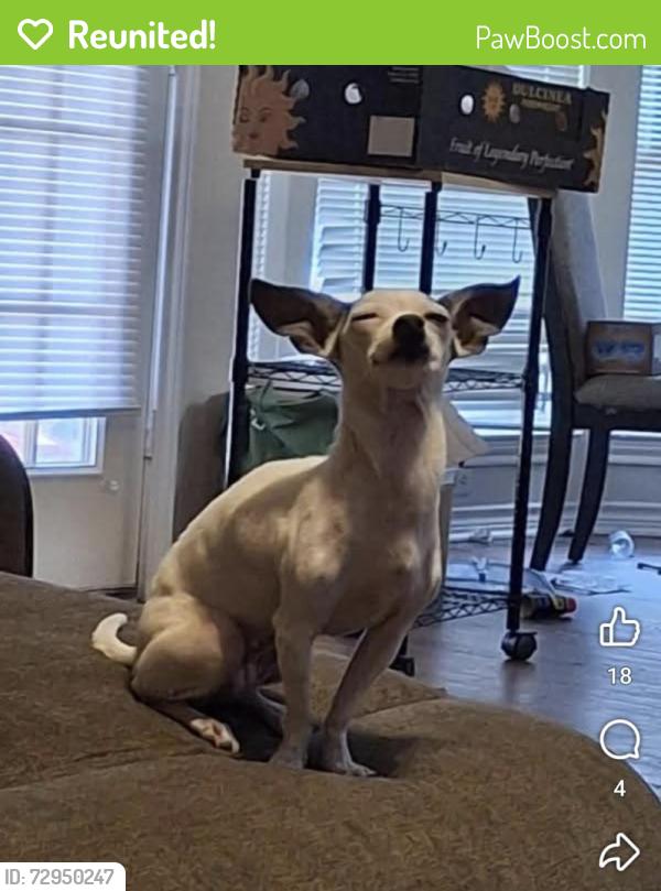 Reunited Female Dog last seen Near southern plantation dr, College Station, TX 77845