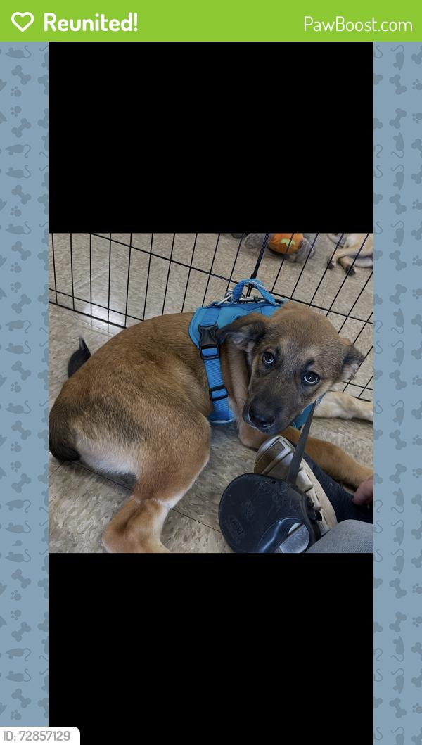 Reunited Male Dog last seen Shady mountain , San Antonio, TX 78254