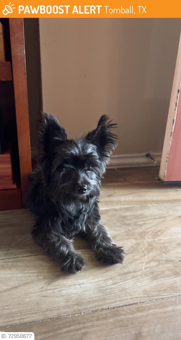 Found/Stray Male Dog last seen Three Lakes Subdivision , Tomball, TX 77375