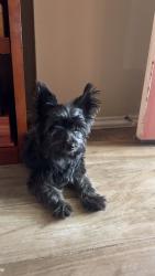 Found/Stray Male Dog last seen Three Lakes Subdivision , Tomball, TX 77375