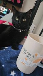 Lost Male Cat last seen Broadway Avenue, and John Lake Park, Saskatoon, SK S7J 1C7