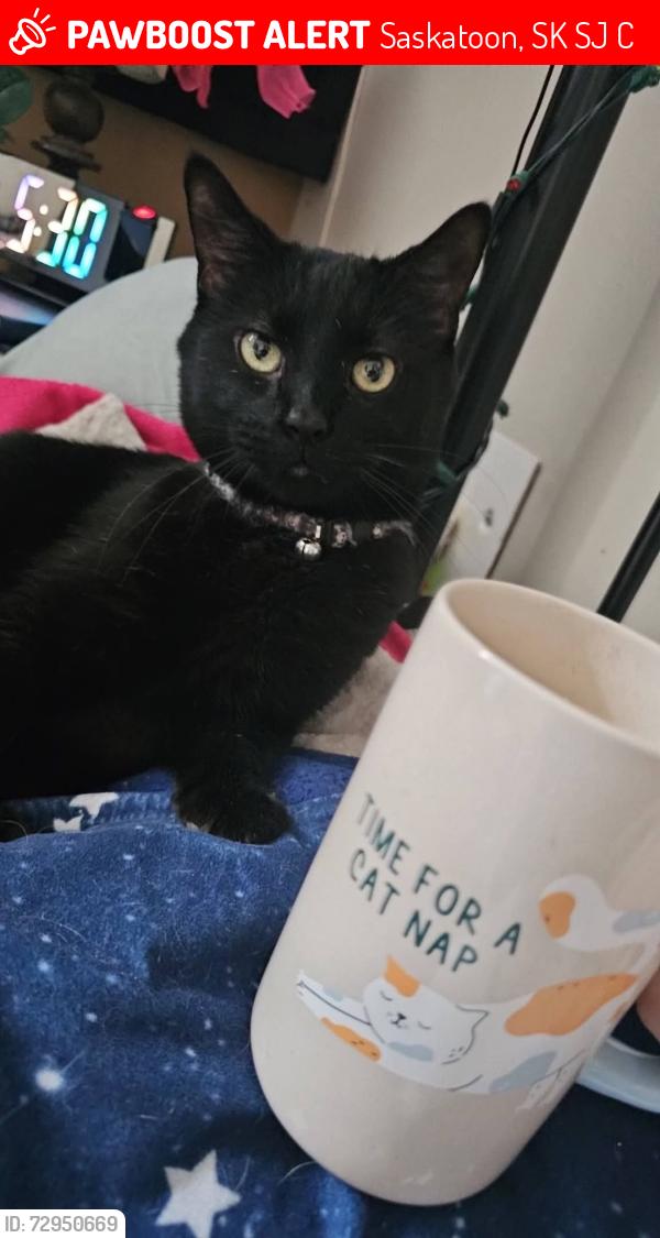 Lost Male Cat last seen Broadway Avenue, and John Lake Park, Saskatoon, SK S7J 1C7