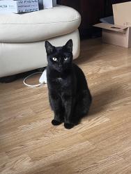 Reunited Female Cat last seen whitebarn lane, Greater London, England RM10