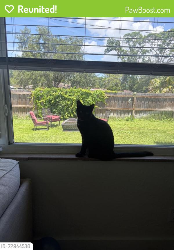 Reunited Male Cat last seen 66th s and 4th st s , St. Petersburg, FL 33705