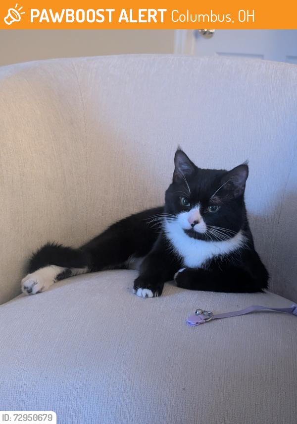Found/Stray Unknown Cat last seen Dublin & Grandview, Columbus, OH 43215