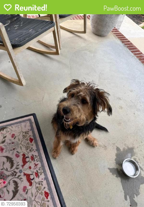 Reunited Male Dog last seen Elsie Ave and Conestee Ave, Greenville, SC 29605