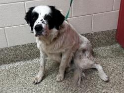Shelter Stray Male Dog last seen Near BLOCK BEAR CREEK RD, COLORADO SPRINGS CO 80906, Colorado Springs, CO 80905