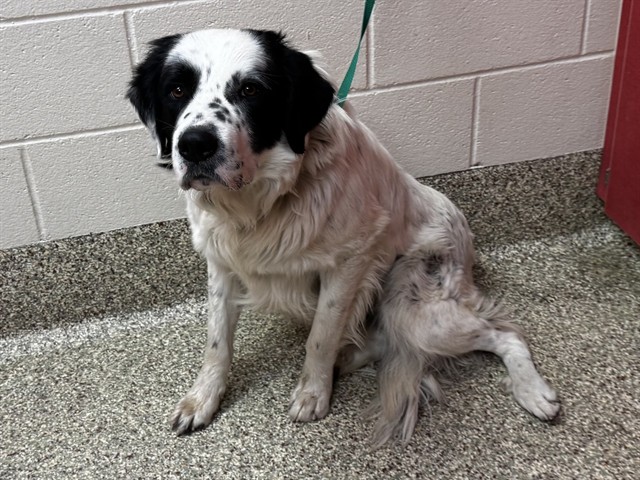 Shelter Stray Male Dog last seen Near BLOCK BEAR CREEK RD, COLORADO SPRINGS CO 80906, Colorado Springs, CO 80905
