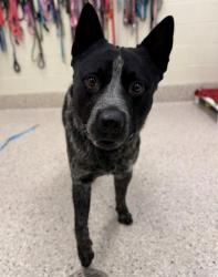 Shelter Stray Male Dog last seen Near BLOCK E 96TH PL, Brighton, CO 80601