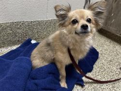 Shelter Stray Female Dog last seen Near BLOCK GALLEY RD, COLORADO SPRINGS CO 80915, Colorado Springs, CO 80905