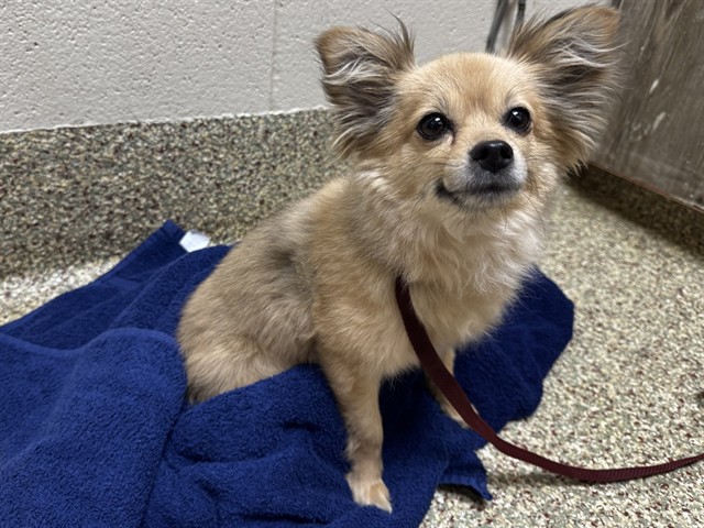 Shelter Stray Female Dog last seen Near BLOCK GALLEY RD, COLORADO SPRINGS CO 80915, Colorado Springs, CO 80905