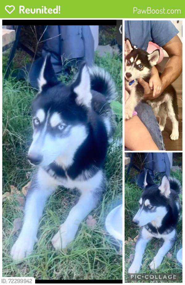 Reunited Male Dog last seen Hwy 64 and Loop 49, Typer Pounds Airport, Tyler,TX, Tyler, TX 75704