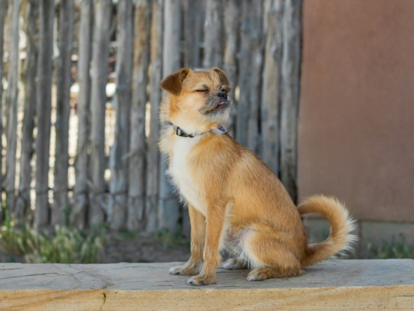 Shelter Stray Male Dog last seen Near BLOCK LEJANO CT SANTA FE NM 87501, Santa Fe, NM 87507