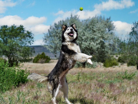 Shelter Stray Female Dog last seen NM 599 / WEST FRONTAGE RD SANTA FE NM 87507, Santa Fe, NM 87507