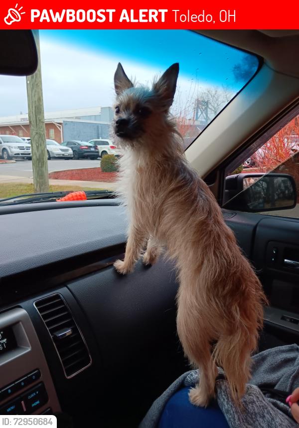 Lost Female Dog last seen Starr and white, Toledo, OH 43605