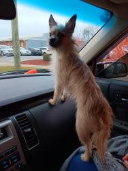 Lost Female Dog last seen Starr and white, Toledo, OH 43605