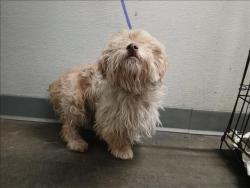 Shelter Stray Female Dog last seen , Los Angeles, CA 90047