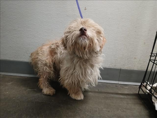 Shelter Stray Female Dog last seen , Los Angeles, CA 90047
