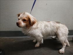 Shelter Stray Male Dog last seen , Los Angeles, CA 90047