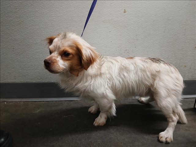 Shelter Stray Male Dog last seen , Los Angeles, CA 90047