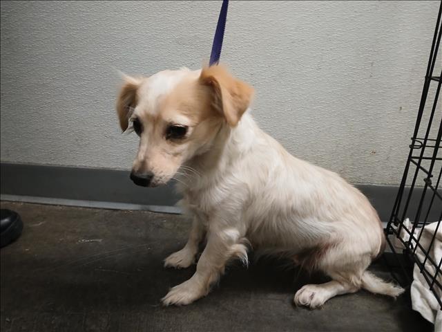 Shelter Stray Female Dog last seen , Los Angeles, CA 90047