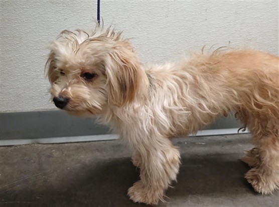 Shelter Stray Female Dog last seen , Los Angeles, CA 90047