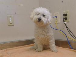 Shelter Stray Female Dog last seen GERBER RD/ELK GROVE FLORIN RD, 95828, Sacramento, CA 95827