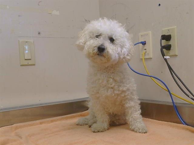 Shelter Stray Female Dog last seen GERBER RD/ELK GROVE FLORIN RD, 95828, Sacramento, CA 95827