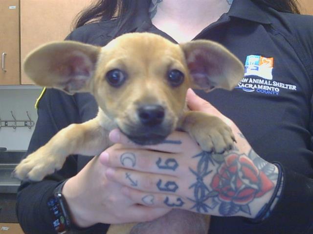 Shelter Stray Female Dog last seen HOWE AVE/FEATURE DR, 95825, Sacramento, CA 95827