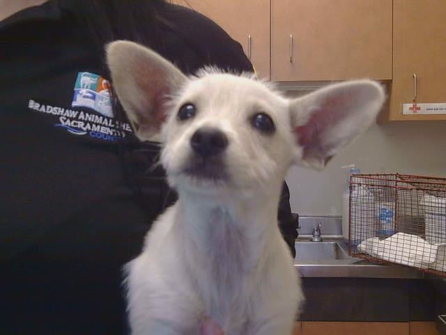 Shelter Stray Female Dog last seen HOWE AVE/FEATURE DR, 95825, Sacramento, CA 95827