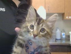 Shelter Stray Female Cat last seen CHIQUITA WY/SAN LORENZO WY, 95608, Sacramento, CA 95827