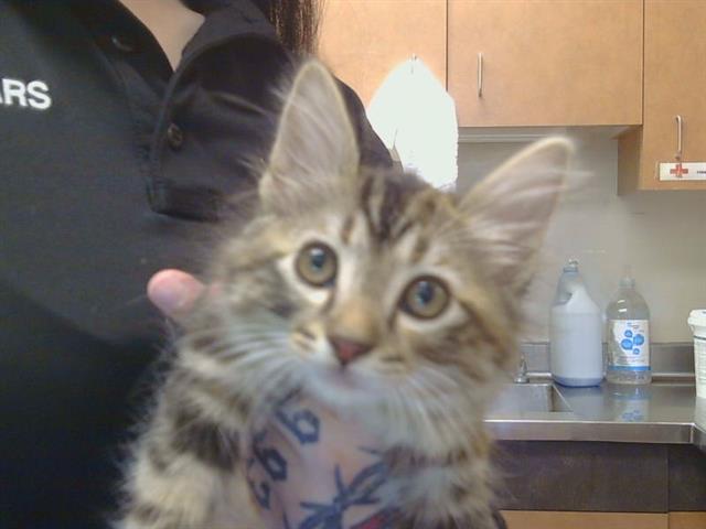 Shelter Stray Female Cat last seen CHIQUITA WY/SAN LORENZO WY, 95608, Sacramento, CA 95827