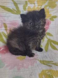 Shelter Stray Unknown Cat last seen GERALDINE/LUCILLE,63074, Olivette, MO 63132