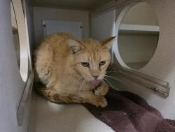 Shelter Stray Male Cat last seen Near BLOCK S OSCEOLA ST, DENVER CO 80219, Denver, CO 80223