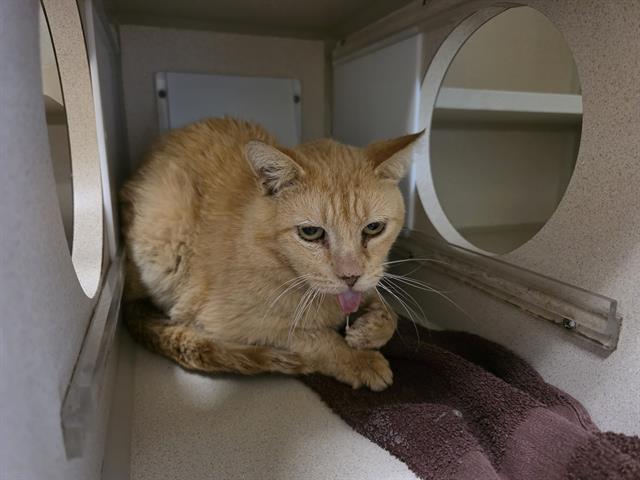 Shelter Stray Male Cat last seen Near BLOCK S OSCEOLA ST, DENVER CO 80219, Denver, CO 80223