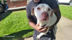 Shelter Stray Female Dog last seen Near BLOCK PFENT ST, DETROIT MI 48205, Detroit, MI 48211