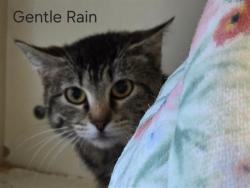Shelter Stray Female Cat last seen COOPER CHAPEL RD, Watterson Park, KY 40218