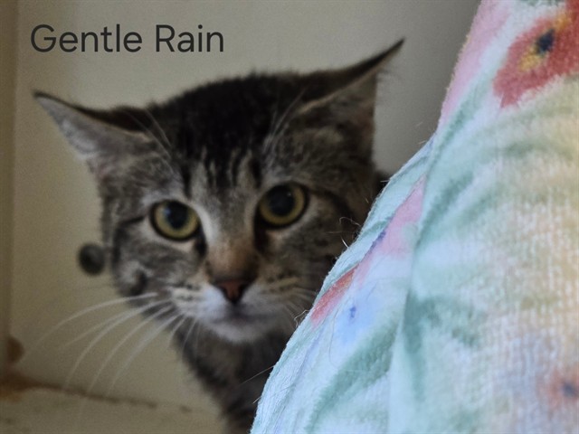 Shelter Stray Female Cat last seen COOPER CHAPEL RD, Watterson Park, KY 40218