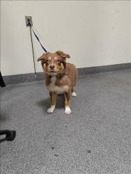 Shelter Stray Female Dog last seen , Los Angeles, CA 90031