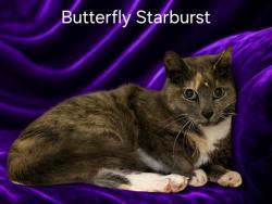 Shelter Stray Female Cat last seen Near BLOCK BEECH DR, Watterson Park, KY 40218