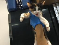 Shelter Stray Female Cat last seen Near BLOCK ODLUM DR, INDIO CA 92201, Thousand Palms, CA 92276