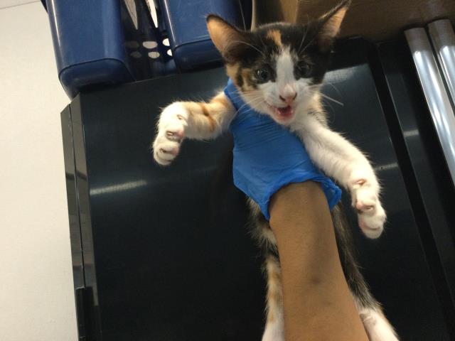 Shelter Stray Female Cat last seen Near BLOCK ODLUM DR, INDIO CA 92201, Thousand Palms, CA 92276