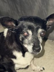 Lost Female Dog last seen Fourth and Howard , Corona, CA 92879