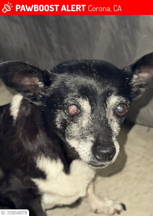 Lost Female Dog last seen Fourth and Howard, Corona, CA 92879