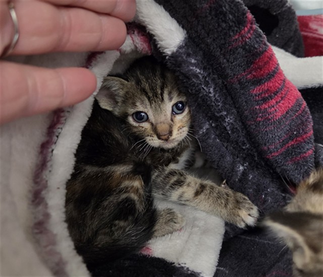 Shelter Stray Female Cat last seen LEFT AT SHELTER, Bakersfield, CA 93307