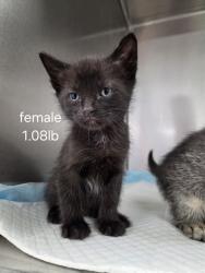 Shelter Stray Female Cat last seen , Bakersfield, CA 93307