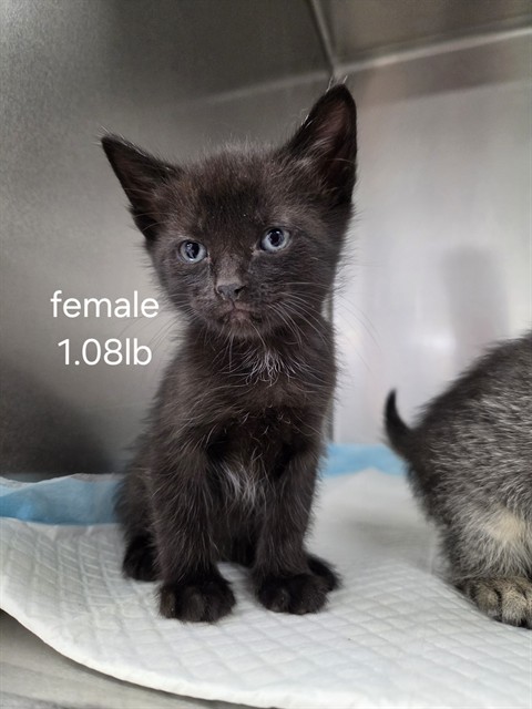 Shelter Stray Female Cat last seen , Bakersfield, CA 93307