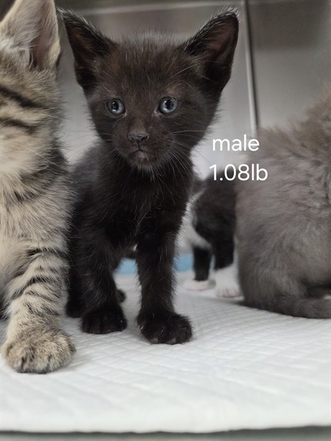 Shelter Stray Male Cat last seen , Bakersfield, CA 93307