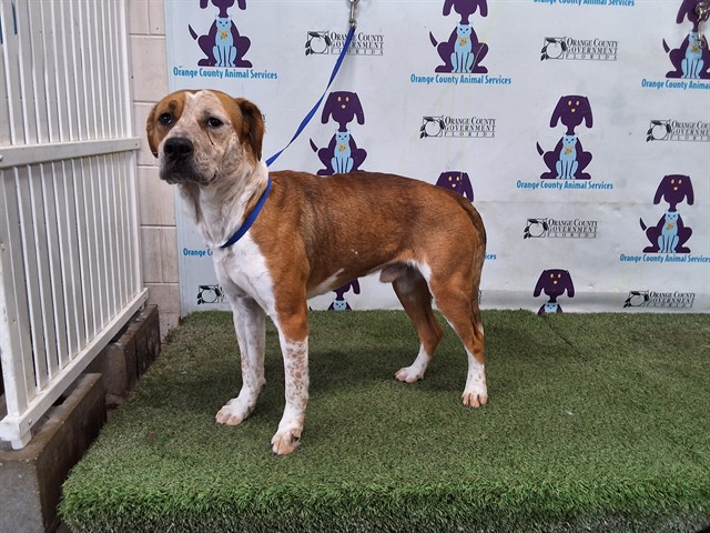 Shelter Stray Male Dog last seen , 2769 Conroy Rd, Orlando, FL 32839, USA