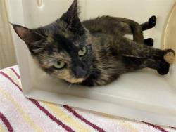 Shelter Stray Female Cat last seen Near BLOCK W HAYES, Milwaukee, WI 53215
